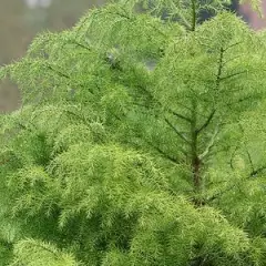 CRYPTOMERIA japonica 'Elegans Viridis' - Cèdre du Japon 'Elegans Viridis'