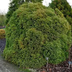 CRYPTOMERIA japonica 'Globosa Nana' - Cèdre du Japon 'Globosa Nana'