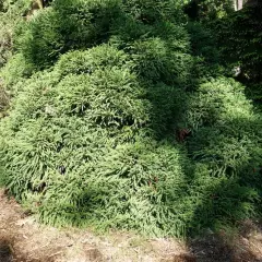 CRYPTOMERIA japonica 'Globosa Nana' - Cèdre du Japon 'Globosa Nana'