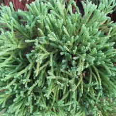 CRYPTOMERIA japonica 'Globosa Nana' - Cèdre du Japon 'Globosa Nana'