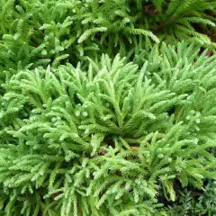 CRYPTOMERIA japonica 'Globosa Nana' - Cèdre du Japon 'Globosa Nana'