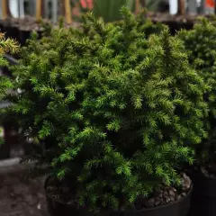 CRYPTOMERIA japonica 'Vilmoriana' - Cèdre Du Japon 'Vilmoriana'