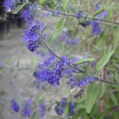 CARYOPTERIS clandonensis 'Kew Blue' - Spirée bleue