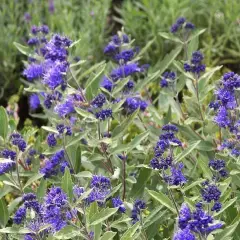 CARYOPTERIS clandonensis 'Kew Blue' - Spirée bleue