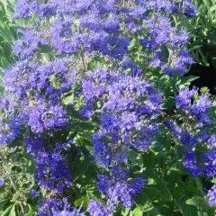 CARYOPTERIS clandonensis 'Kew Blue' - Spirée bleue