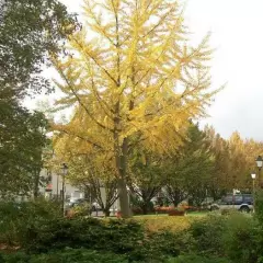 GINKGO biloba - Arbre aux quarante écus