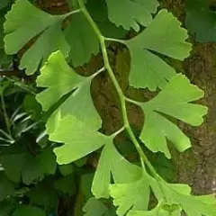 GINKGO biloba - Arbre aux quarante écus