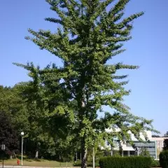 GINKGO biloba - Arbre aux quarante écus