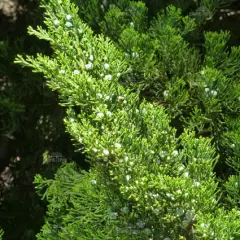 JUNIPERUS chinensis 'Kaizuka' - Genévrier 'Kaizuka'