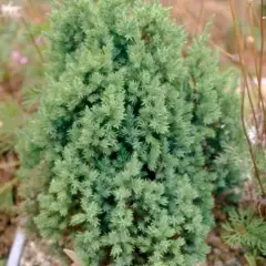 JUNIPERUS chinensis 'Stricta' - Genévrier de chine 'Stricta'