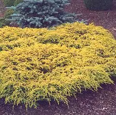 JUNIPERUS communis 'Goldschatz' - Genévrier commun nain doré