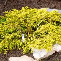 JUNIPERUS communis 'Goldschatz' - Genévrier commun nain doré