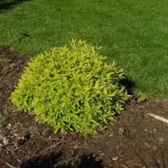 CARYOPTERIS clandonensis 'Worcester Gold' - Spirée bleue