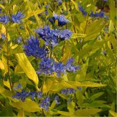 CARYOPTERIS clandonensis 'Worcester Gold' - Spirée bleue
