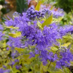 CARYOPTERIS clandonensis 'Worcester Gold' - Spirée bleue