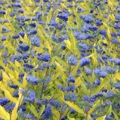 CARYOPTERIS clandonensis 'Worcester Gold' - Spirée bleue