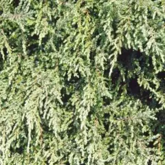 JUNIPERUS communis 'Repanda' - Genévrier commun rampant