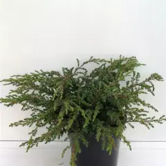 JUNIPERUS communis 'Repanda' - Genévrier commun rampant