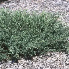 JUNIPERUS communis 'Repanda' - Genévrier commun rampant