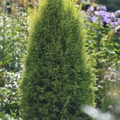 JUNIPERUS communis 'Suecica' - Genévrier colonnaire 'Suecica'