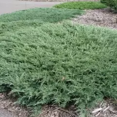 JUNIPERUS horizontalis 'Andorra Compact' - Genévrier horizontal 'Andorra Compact'