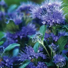 CARYOPTERIS clandonensis 'Grand Bleu' - Spirée bleue