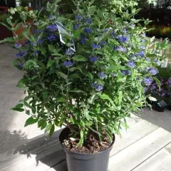 CARYOPTERIS clandonensis 'Grand Bleu' - Spirée bleue