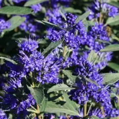 CARYOPTERIS clandonensis 'Grand Bleu' - Spirée bleue