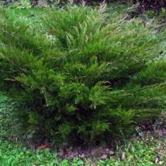 JUNIPERUS média 'Mint Julep' - Genèvrier 'Mint Julep'