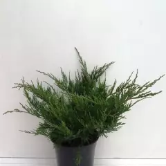 JUNIPERUS média 'Mint Julep' - Genèvrier 'Mint Julep'