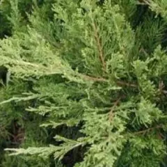 JUNIPERUS média 'Mint Julep' - Genèvrier 'Mint Julep'