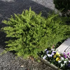 JUNIPERUS média 'Mint Julep' - Genèvrier 'Mint Julep'