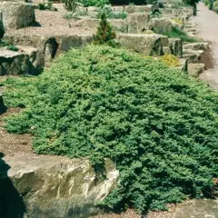 JUNIPERUS procubens 'Nana' - Genévrier prostré nain