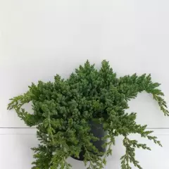 JUNIPERUS procubens 'Nana' - Genévrier prostré nain