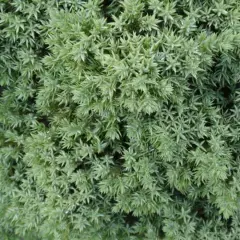 JUNIPERUS procubens 'Nana' - Genévrier prostré nain