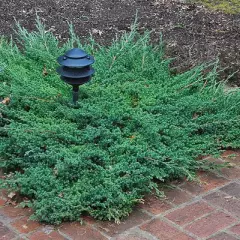 JUNIPERUS procubens 'Nana' - Genévrier prostré nain