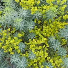 EUPHORBIA 'Blue Haze' - Euphorbe