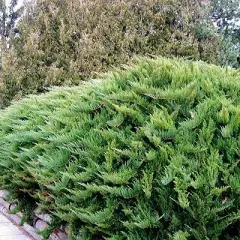 JUNIPERUS sabina 'Tamariscifolia' - Genévrier sabine Tamariscifolia