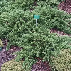 JUNIPERUS sabina 'Tamariscifolia' - Genévrier sabine Tamariscifolia