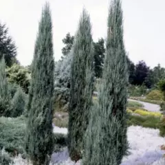 JUNIPERUS scopulorum 'Blue arrow' - Genévrier colonnaire 'Blue arrow'