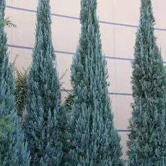 JUNIPERUS scopulorum 'Blue arrow' - Genévrier colonnaire 'Blue arrow'