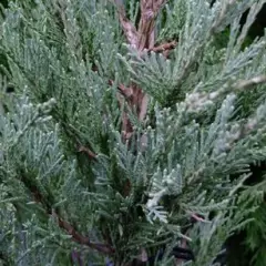 JUNIPERUS scopulorum 'Blue arrow' - Genévrier colonnaire 'Blue arrow'