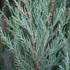 JUNIPERUS scopulorum 'Skyrocket' - Genévrier de virginie 'Skyrocket'