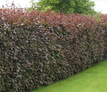 Fagus sylvatica Pourpre