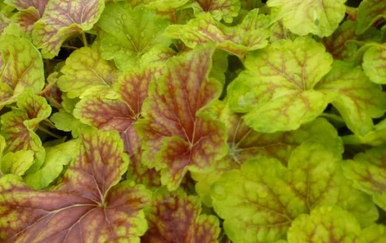 Découvrez notre collection d'Heuchera