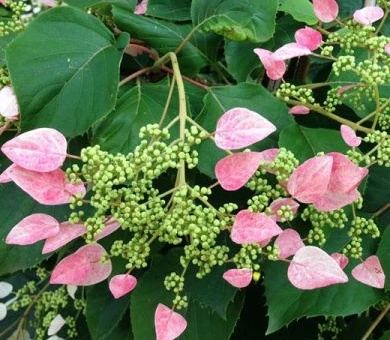 SCHIZOPHRAGMA 'Rose Sensation'®