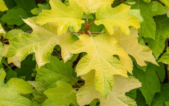 HYDRANGEA quercifolia 'Little Honey'