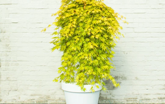 ACER palmatum 'Cascade Gold'®