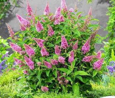 BUDDLEJA davidii Butterfly Candy Little Pink ®