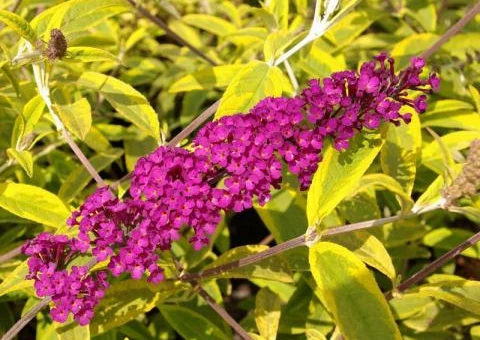 BUDDLEJA 'Santana'